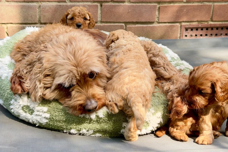 Cavapoo