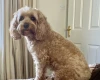 Cavapoo