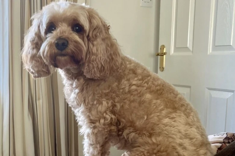 Cavapoo