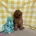 Cavapoo