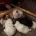 Cavapoo