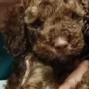 Cavapoo
