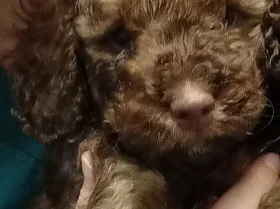 Cavapoo