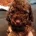 Cavapoo