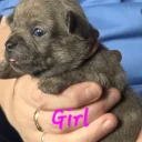 Chihuahua Smooth Coat