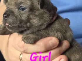 Chihuahua Smooth Coat
