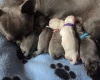 Chihuahua Smooth Coat