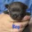 Chihuahua Smooth Coat