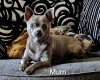 Chihuahua Smooth Coat