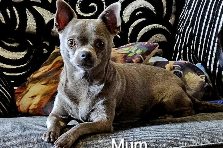 Chihuahua Smooth Coat
