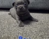 Chihuahua Smooth Coat
