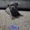 Chihuahua Smooth Coat