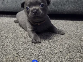 Chihuahua Smooth Coat