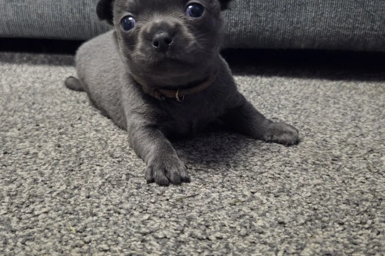 Chihuahua Smooth Coat