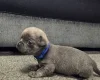 Chihuahua Smooth Coat