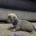 Chihuahua Smooth Coat