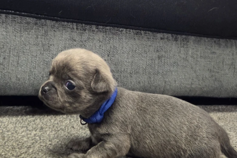 Chihuahua Smooth Coat
