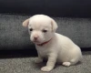 Chihuahua Smooth Coat