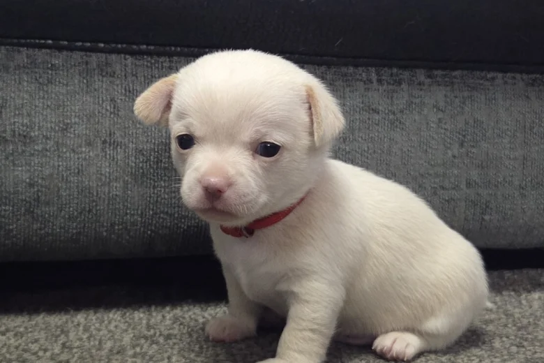 Chihuahua Smooth Coat