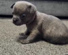 Chihuahua Smooth Coat