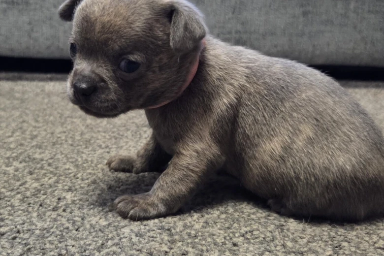 Chihuahua Smooth Coat