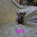 Chihuahua Smooth Coat