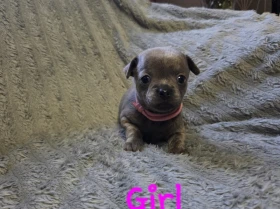 Chihuahua Smooth Coat