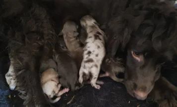 Cockapoo