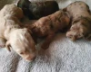Cockapoo