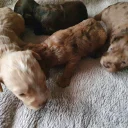 Cockapoo
