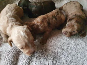 Cockapoo