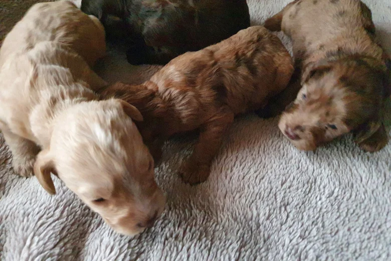 Cockapoo
