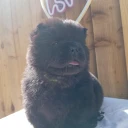 Chow Chow