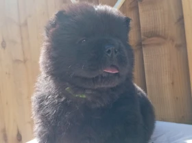 Chow Chow