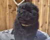 Chow Chow