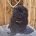 Chow Chow