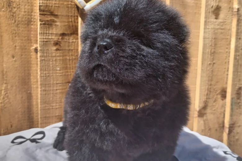 Chow Chow
