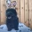 Chow Chow