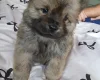Chow Chow