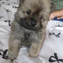 Chow Chow