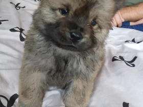 Chow Chow