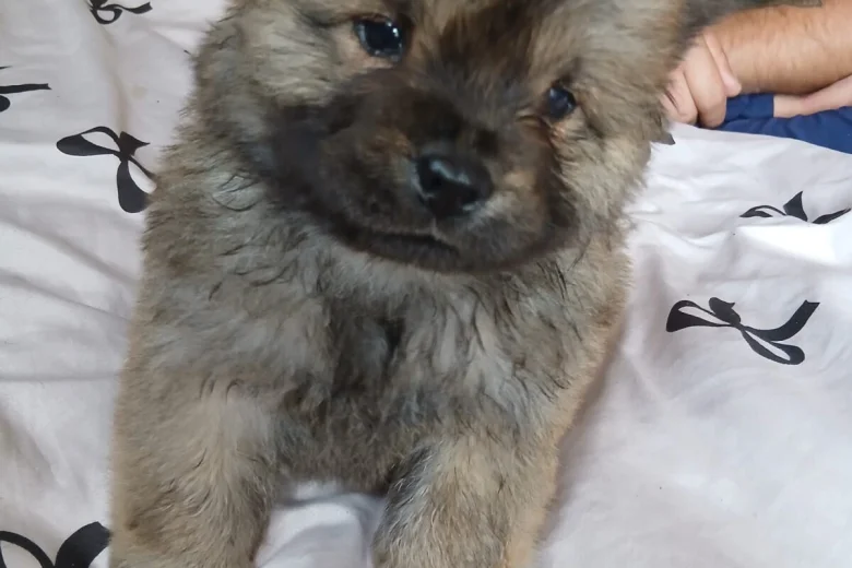 Chow Chow