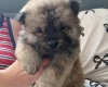 Chow Chow