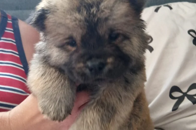 Chow Chow