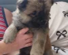 Chow Chow