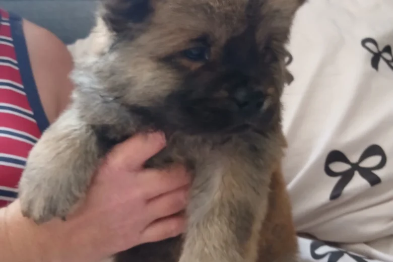 Chow Chow