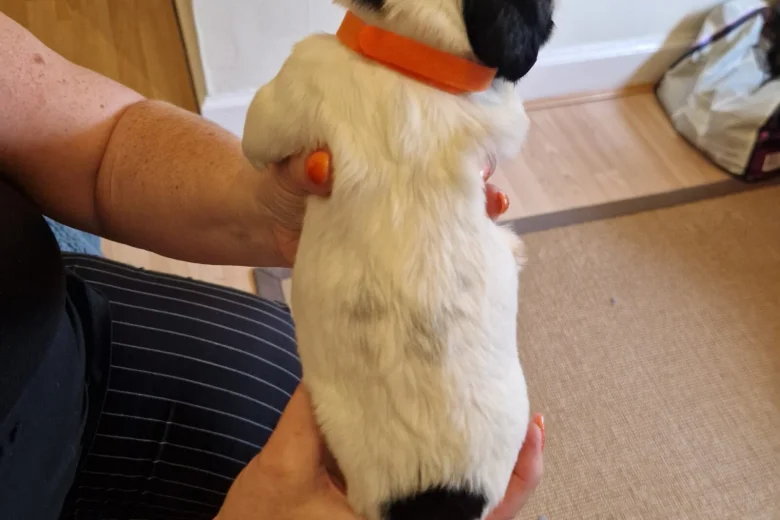 Sprocker Spaniel