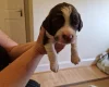 Sprocker Spaniel