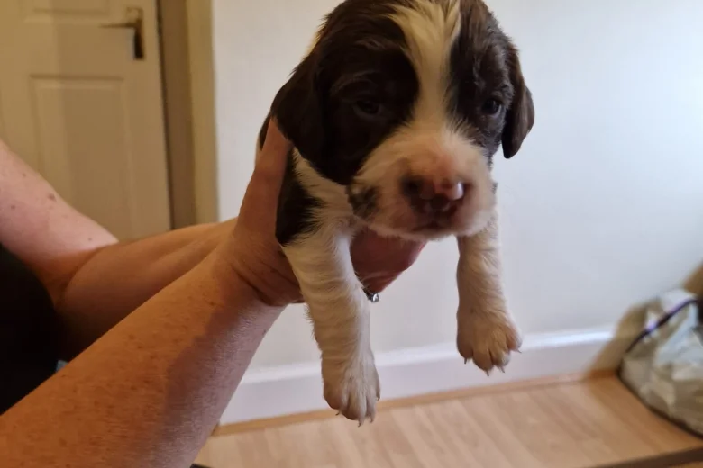 Sprocker Spaniel