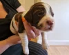 Sprocker Spaniel
